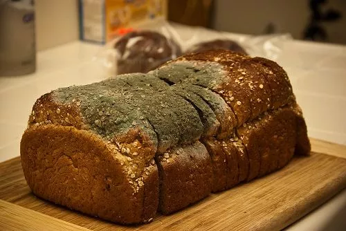 Откуда берется плесень на хлебе
